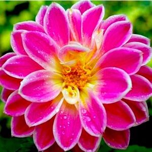 Only for Stephy Posh my new Posh friend 🌹🌹